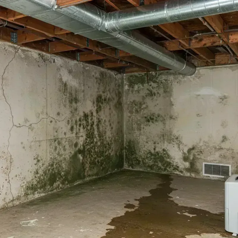 Professional Mold Removal in Beach Haven West, NJ